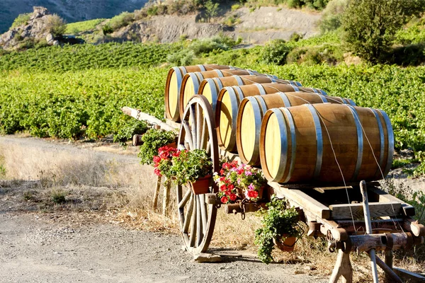 Vineyard with barrels, Villeneuve-les-Corbieres, Languedoc-Rouss — Stock Photo, Image