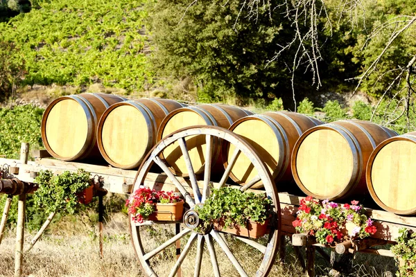 stock image Vineyard with barrels, Villeneuve-les-Corbieres, Languedoc-Rouss