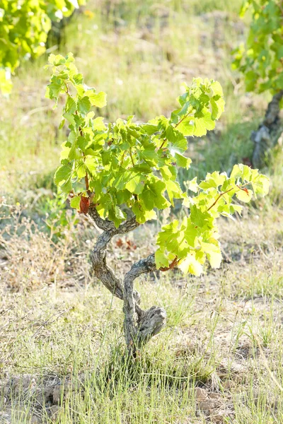 Vineyar，朗格多克-鲁西永，法国 — 图库照片
