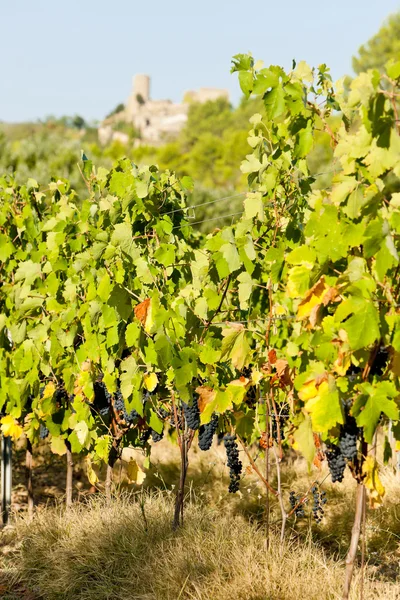 Kasteel in durban-Corbière met wijngaarden, languedoc-roussillon, — Stockfoto