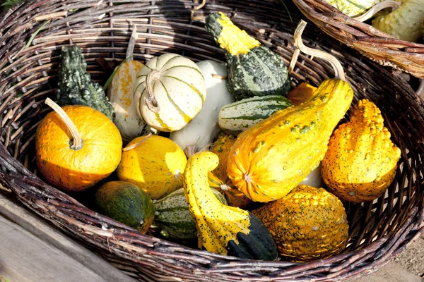 Still life of pumpkins — Stock Photo, Image