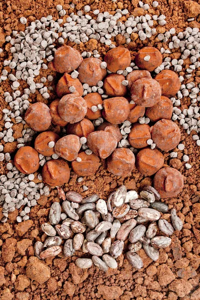 Trufas de chocolate y granos de cacao en cacao —  Fotos de Stock