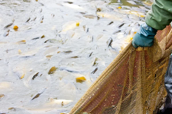 stock image Harvesting pond