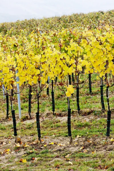 Winnica w jesieni, Republika Czeska — Zdjęcie stockowe