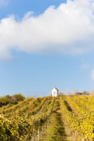 Vineyard Güz yakınındaki hnanice, Çek Cumhuriyeti — Stok fotoğraf
