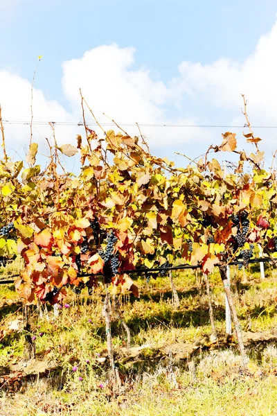 Červené hrozny ve vinici, Česká republika — Stock fotografie