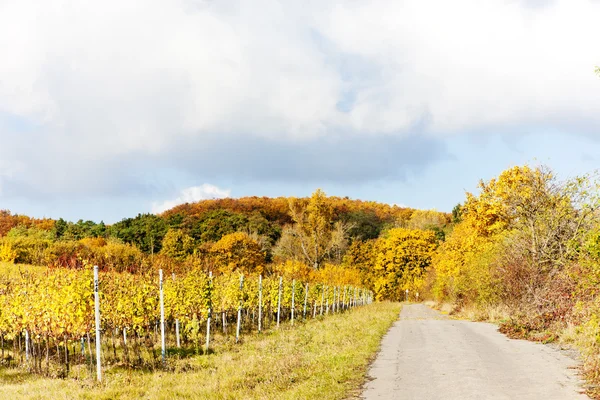 Vinhas em Outono, República Checa — Fotografia de Stock