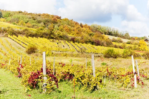 Vignobles automnaux dans la région de Retz, Basse-Autriche, Autriche — Photo
