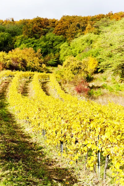 Jesienny winnic w regionie retz, Dolna austria, austria — Zdjęcie stockowe
