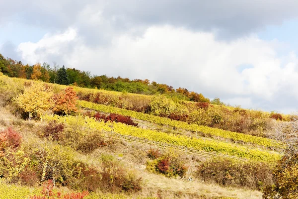 Sonbahar üzüm bağları retz bölge, aşağı Avusturya, Avusturya — Stok fotoğraf
