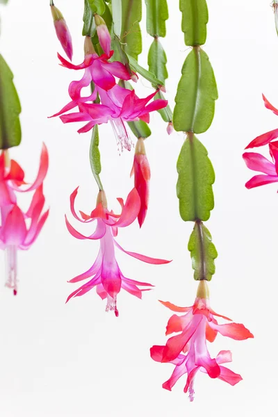 stock image Detail of Christmas cactus