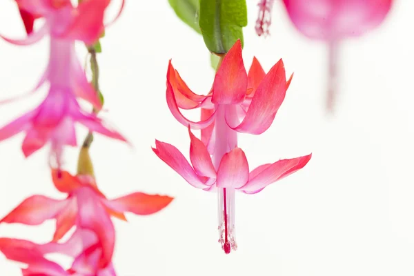 stock image Detail of Christmas cactus