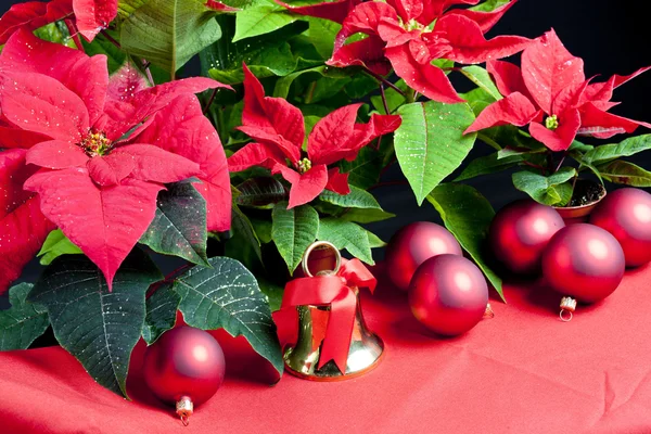 圣诞静物与一品红 — 图库照片
