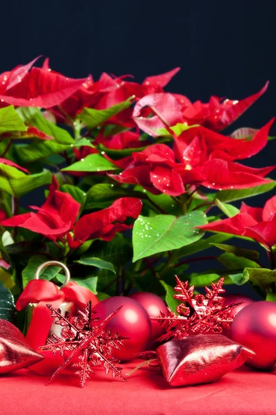 Bodegón de Navidad con Poinsettia —  Fotos de Stock