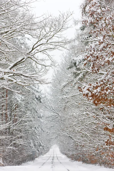 雪道、チェコ共和国 — ストック写真