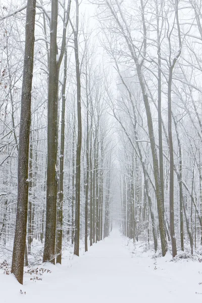 stock image Snowy road, Czech Republic