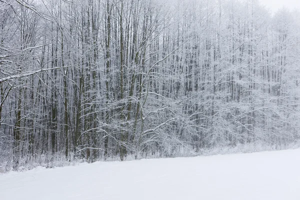 Bosque de invierno, República Checa — Foto de Stock