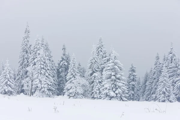 Winter forest, Czech Republic — Stock Photo, Image