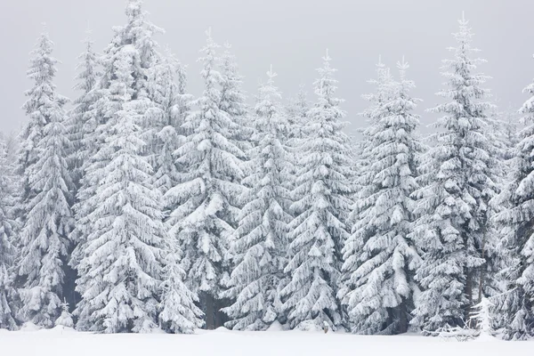 Vintern skog, Tjeckien — Stockfoto