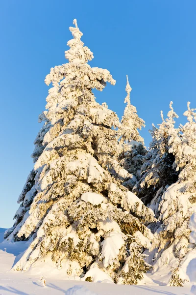 Orlicke Mountains in de winter, Tsjechië — Stockfoto