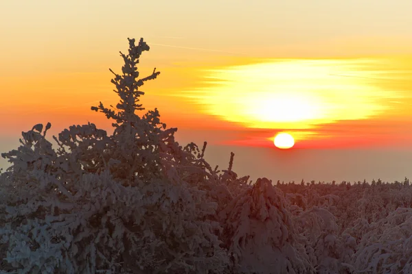 Orlické hory v zimě při západu slunce, Česká republika — Stock fotografie