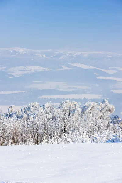 Jeseniky bergen på vintern, Tjeckien — Stockfoto