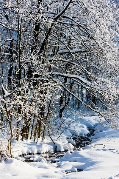 Jeseniky dağlarında kış, Çek Cumhuriyeti — Stok fotoğraf