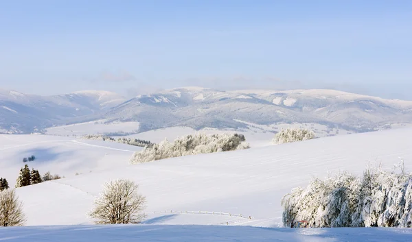 Jeseniky dağlarında kış, Çek Cumhuriyeti — Stok fotoğraf