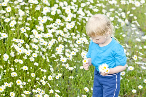 Kislány nyári réten a virág — Stock Fotó