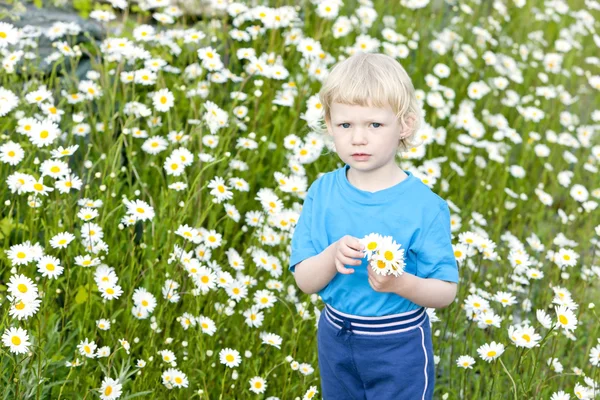 Маленькая девочка на летнем лугу в цвету — стоковое фото
