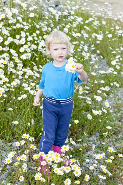 Liten flicka på Sommaräng i blossom — Stockfoto