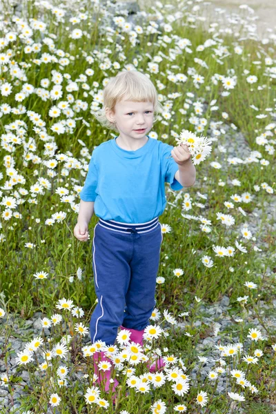 Little girl on summer meadow in blossom — Stock Photo, Image