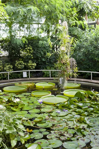 Botanik Bahçesi na slupi, prague, Çek Cumhuriyeti — Stok fotoğraf