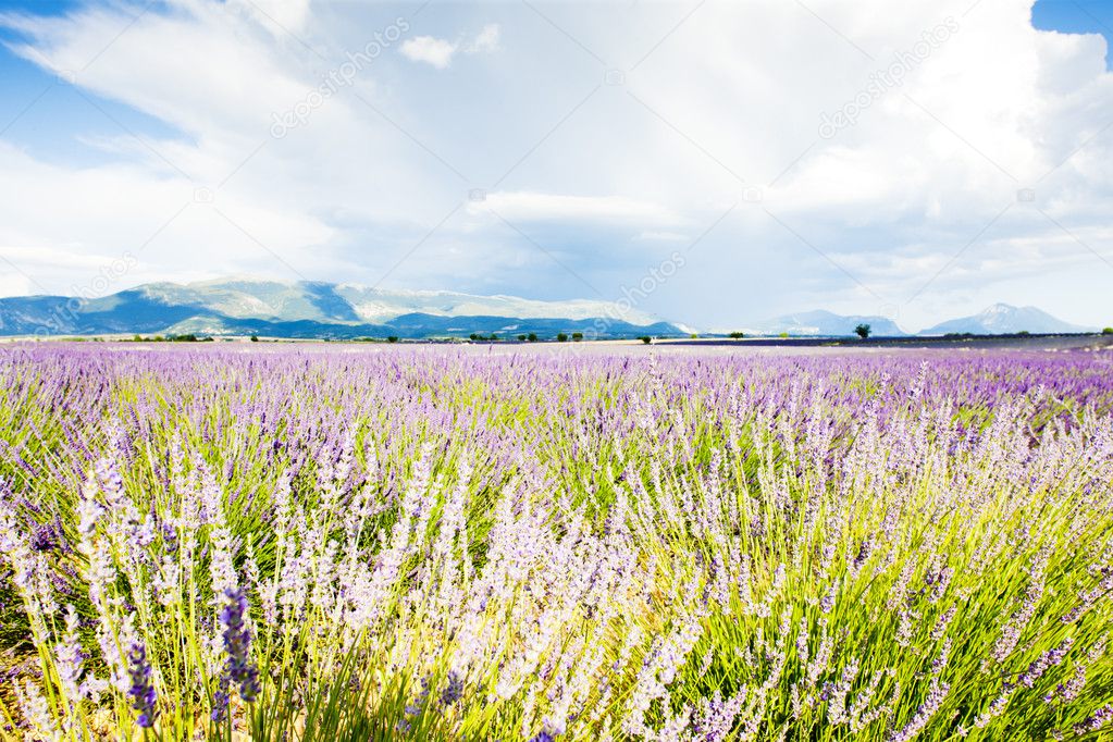 Lavender field, Plateau de Valensole, Provence, France