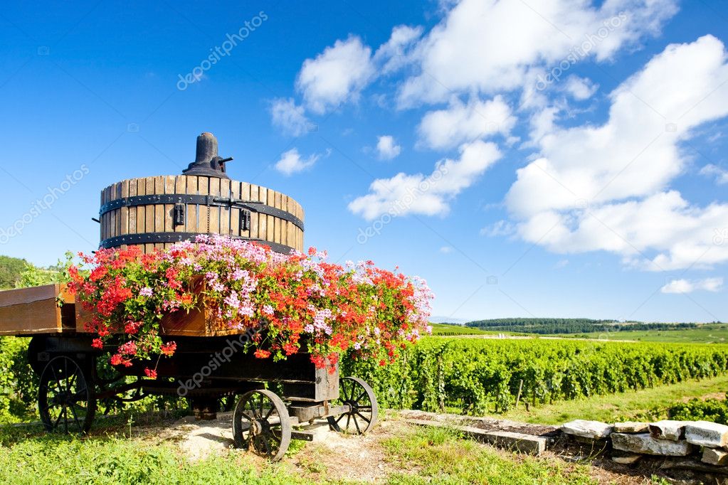 Vineyards of Cote de Beaune near Pommard, Burgundy, France