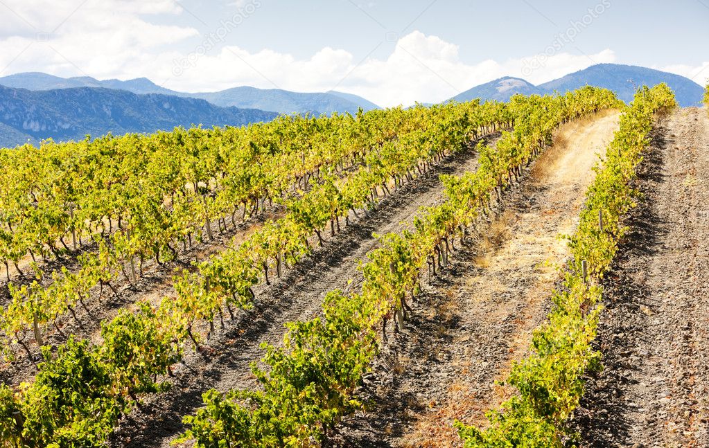 Vineyars near Saint-Paul-de-Fenouillet, Languedoc-Roussillon, Fr