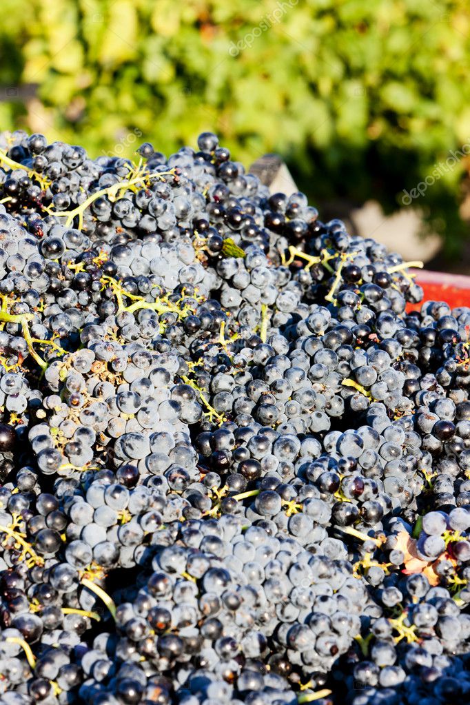 Wine harvest in Fitou appellation, LanguedocRoussillon, France — Stock Photo © phb.cz 11426990