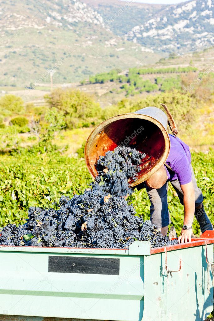 Wine harvest in Fitou appellation, Languedoc-Roussillon, France