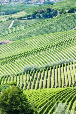 Vineyars near Barbaresco, Piedmont, Italy clipart
