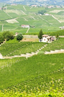 vineyars yakınlarında barolo, piedmont, İtalya