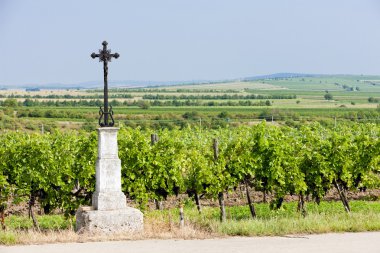 Vineyard yakınındaki unterretzbach, aşağı Avusturya, Avusturya