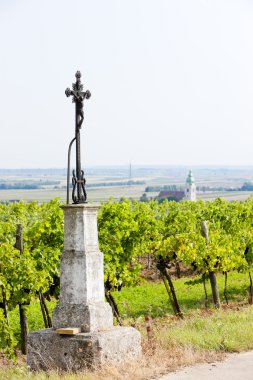 Vineyard yakınındaki unterretzbach, aşağı Avusturya, Avusturya