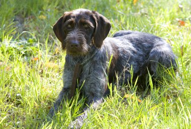 Hunter'ın köpek