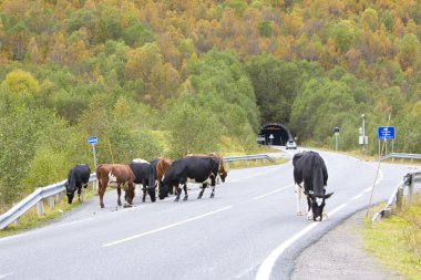 Jostedalsbreen Milli Parkı, Norveç