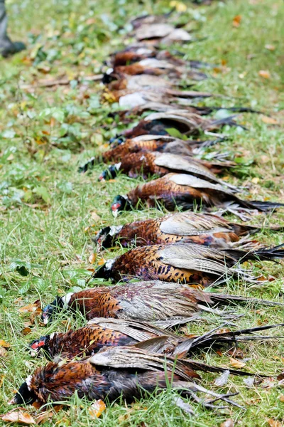 Excludes of caught pheasants — Stock Photo, Image