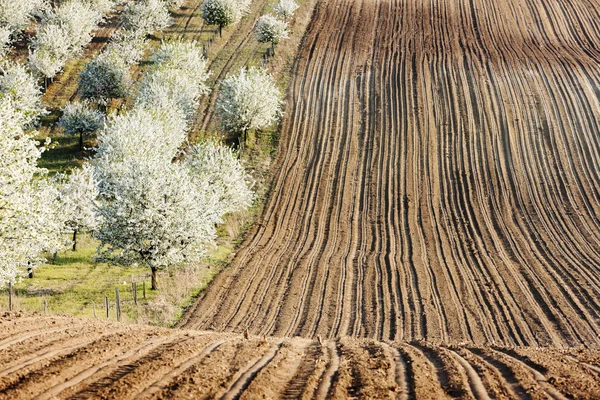 Blooming orchard in spring with a field, Czech Republic — Stock Photo, Image