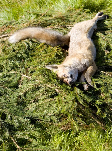 stock image Dead fox