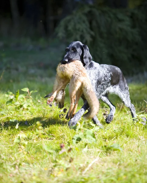 Hundejakt med fangst – stockfoto