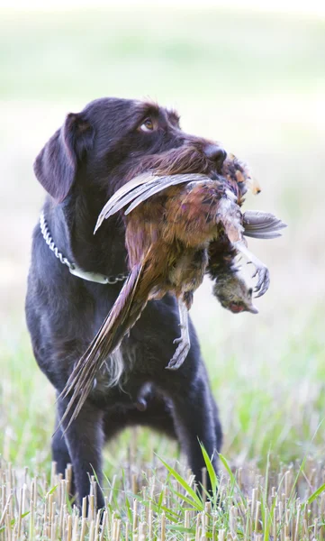 Cão de caça com uma captura — Fotografia de Stock