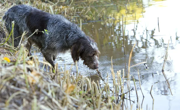 Lovecký pes v rybníku — Stock fotografie